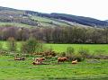 Aviemore-Fort William (95)